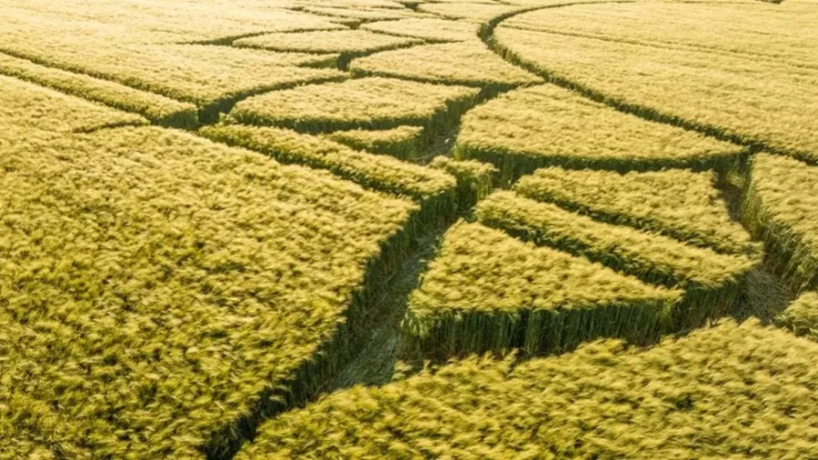 英格蘭威爾特郡有380個麥田怪圈 可能是世界上Crop Circl最多縣