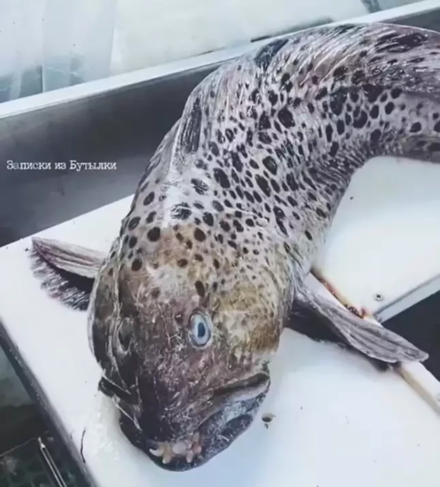 俄罗斯惊现深海恐怖怪鱼 疑似来自外太空生物