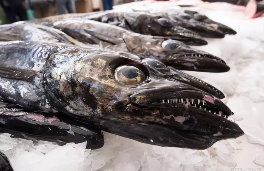 俄罗斯惊现深海恐怖怪鱼 疑似来自外太空生物