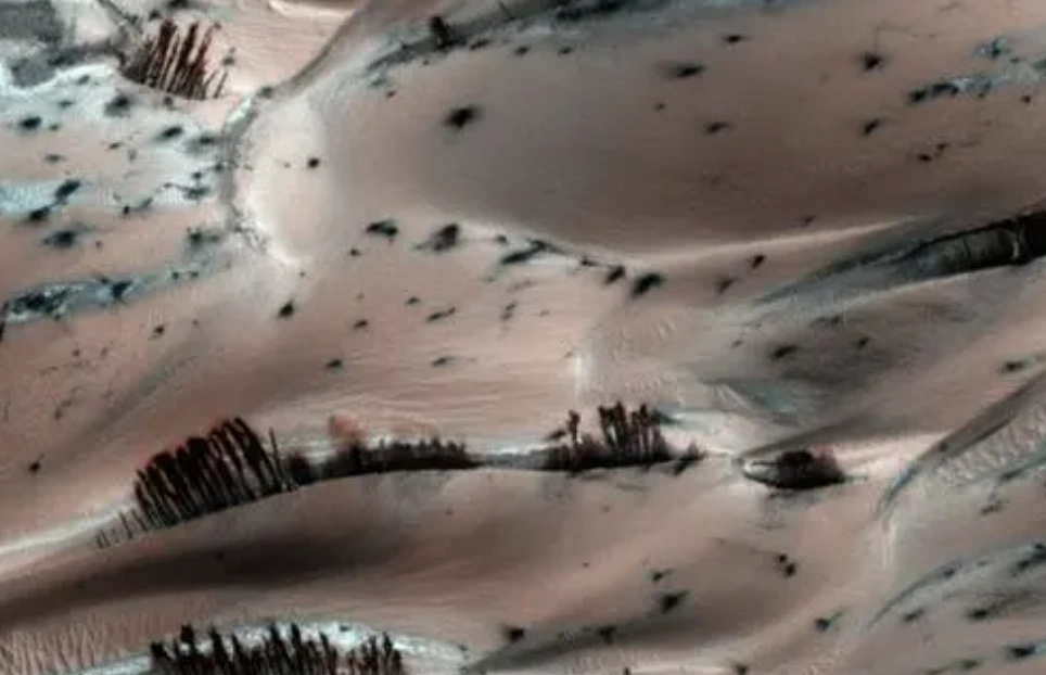 NASA发布火星照片拍下“灌木丛”？专家称照片是真实的