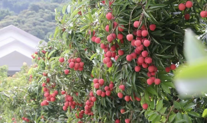 新華網(wǎng)攜手王者榮耀直播帶貨“助荔”出圈 探索助農(nóng)新思路